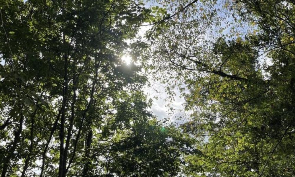 芦見谷芸術の森（右京区京北細野町）