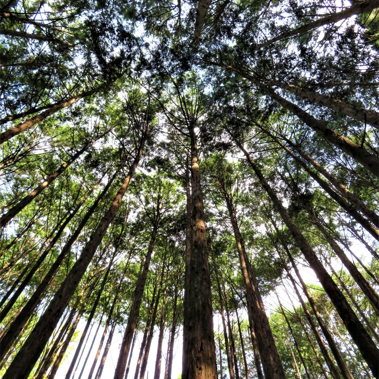 MORI SAUNA 屋外用サウナ ヒノキ